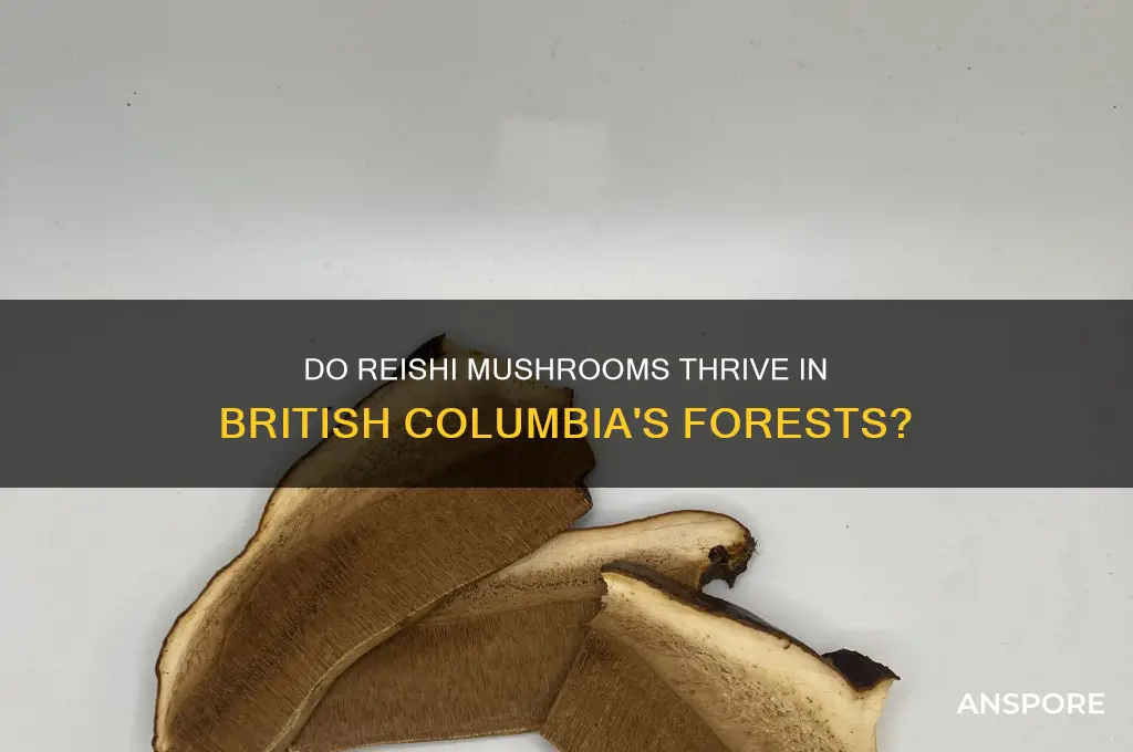 do reishi mushrooms grow in bc
