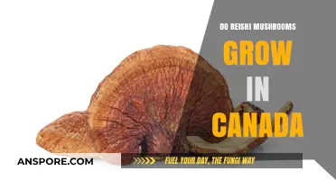 Do Reishi Mushrooms Thrive in Canada's Climate and Forests?