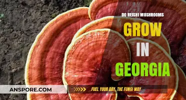 Can Reishi Mushrooms Thrive in Georgia's Climate and Forests?