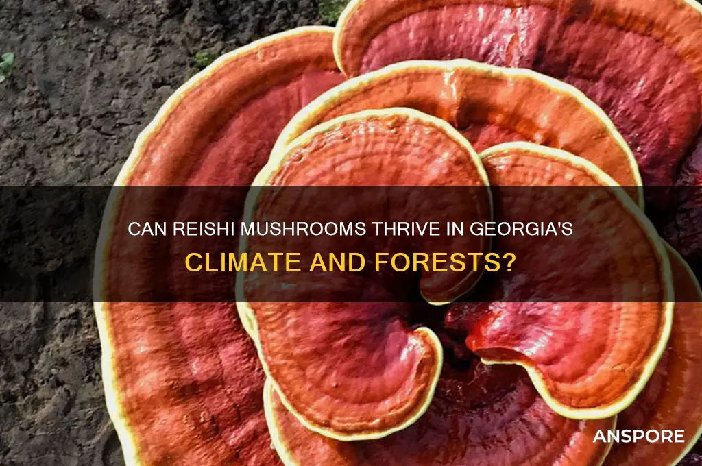 do reishi mushrooms grow in georgia