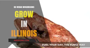 Do Reishi Mushrooms Thrive in Illinois' Climate and Forests?