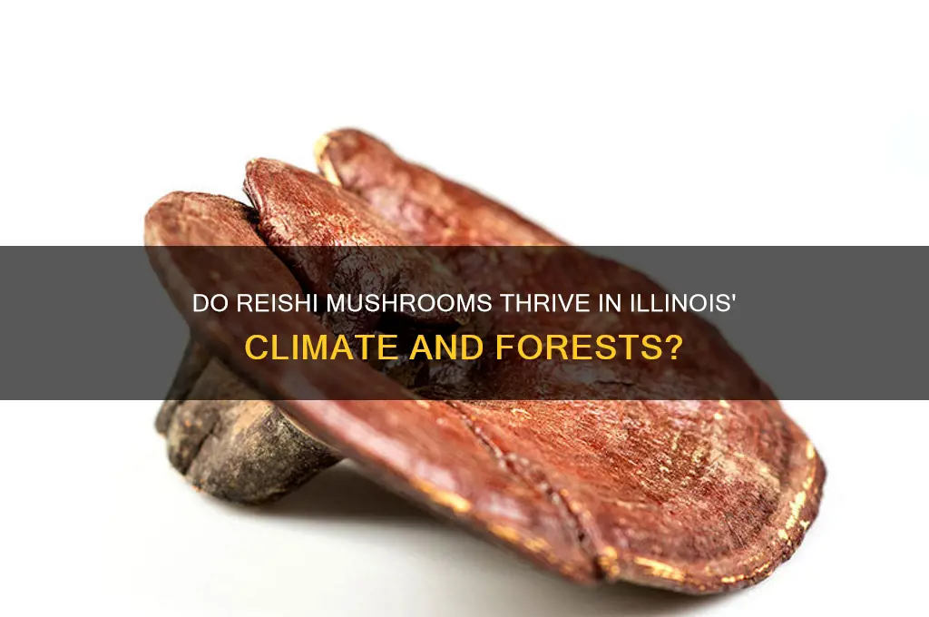do reishi mushrooms grow in illinois