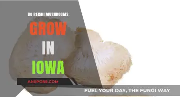 Reishi Mushrooms in Iowa: Can They Thrive in the Hawkeye State?