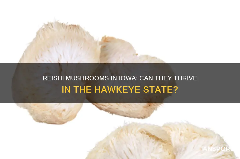do reishi mushrooms grow in iowa