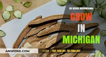 Do Reishi Mushrooms Thrive in Michigan's Forests? A Guide