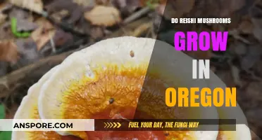 Exploring Oregon's Forests: Do Reishi Mushrooms Thrive in the Pacific Northwest?