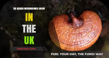 Can Reishi Mushrooms Thrive in the UK Climate and Soil?