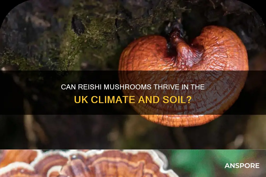 do reishi mushrooms grow in the uk