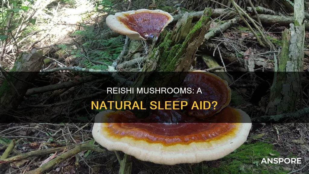 do reishi mushrooms help sleep