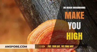Do Reishi Mushrooms Make You High? Debunking the Myth