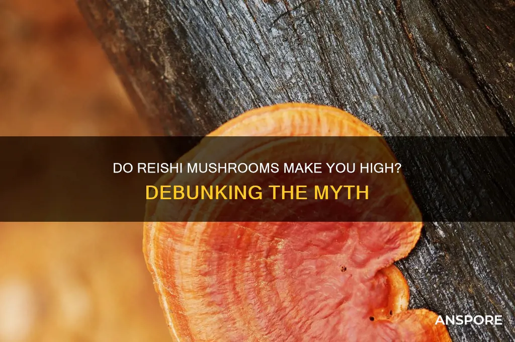 do reishi mushrooms make you high