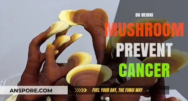 Reishi Mushrooms: Cancer Prevention Superfood?