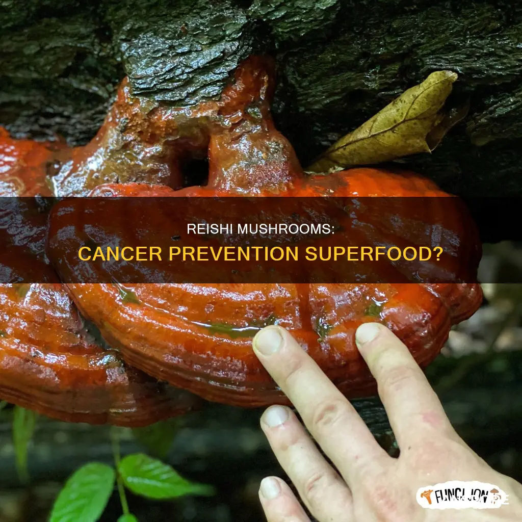 do reishi mushrooms prevent cancer