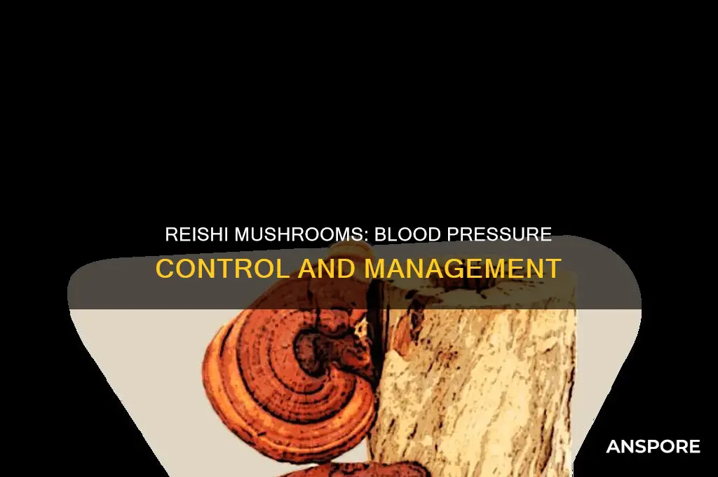do reishi mushrooms raise blood pressure