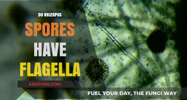 Do Rhizopus Spores Have Flagella? Unraveling the Fungal Mobility Mystery