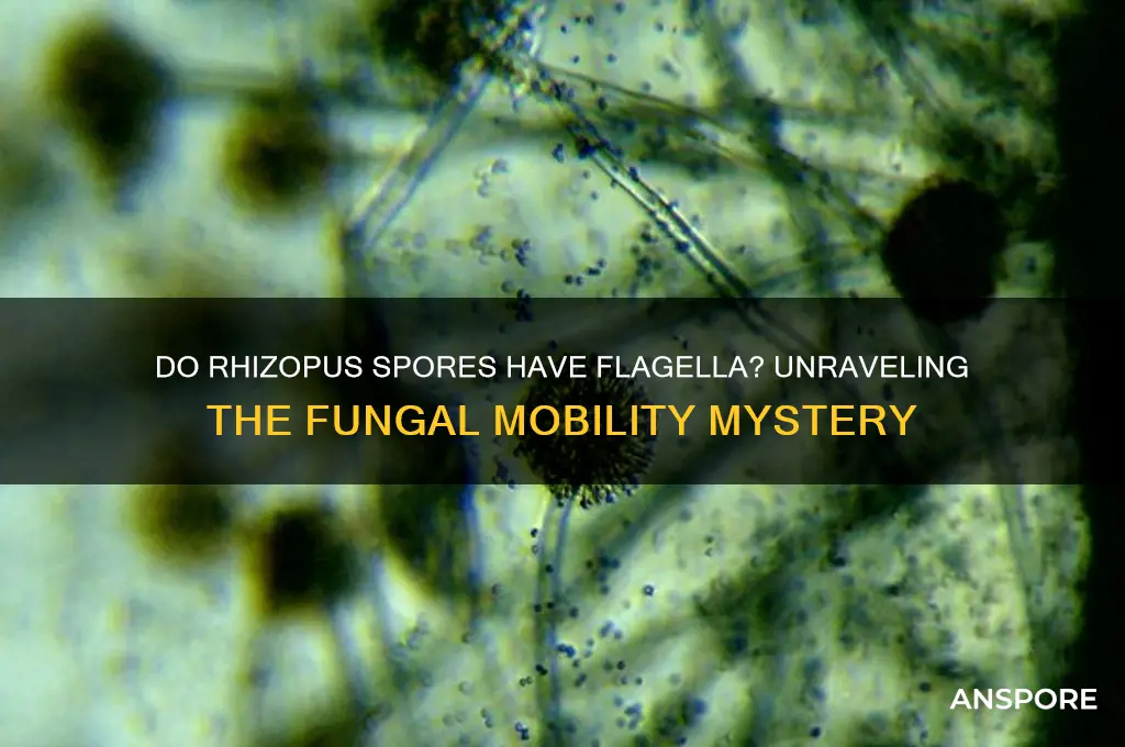 do rhizopus spores have flagella