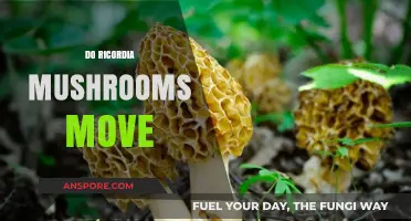 How Do Ricordia Mushrooms Move?