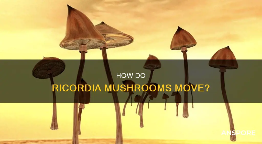 do ricordia mushrooms move