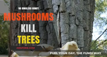 Honey Mushrooms: Silent Killers of Trees?