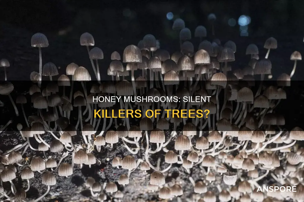 do ringless honey mushrooms kill trees