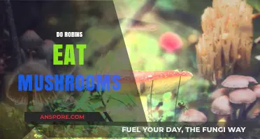 Do Robins Eat Mushrooms? Exploring Their Diet and Foraging Habits