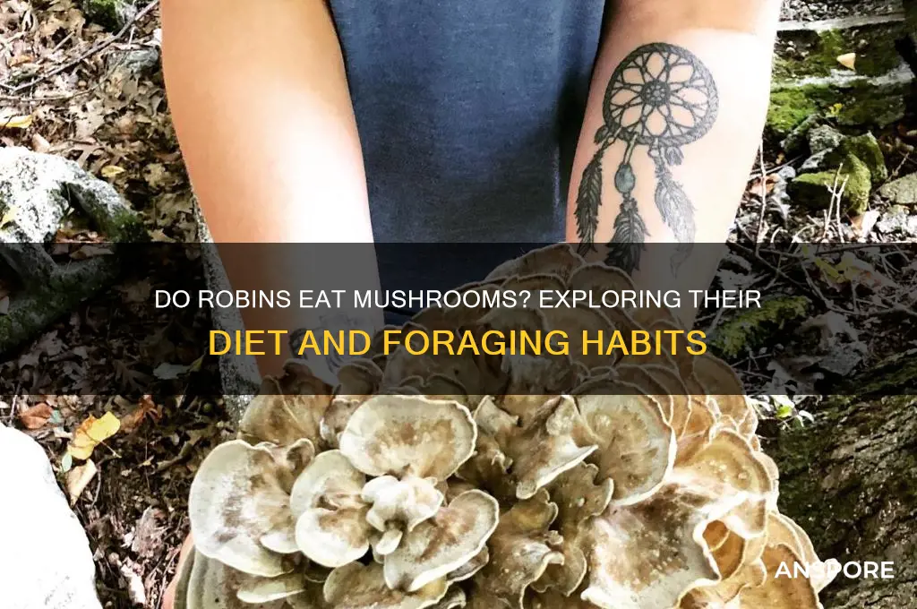 do robins eat mushrooms