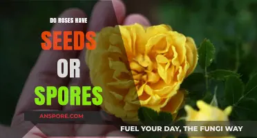 Roses Reproduction: Seeds or Spores? Unveiling the Truth About Rose Propagation