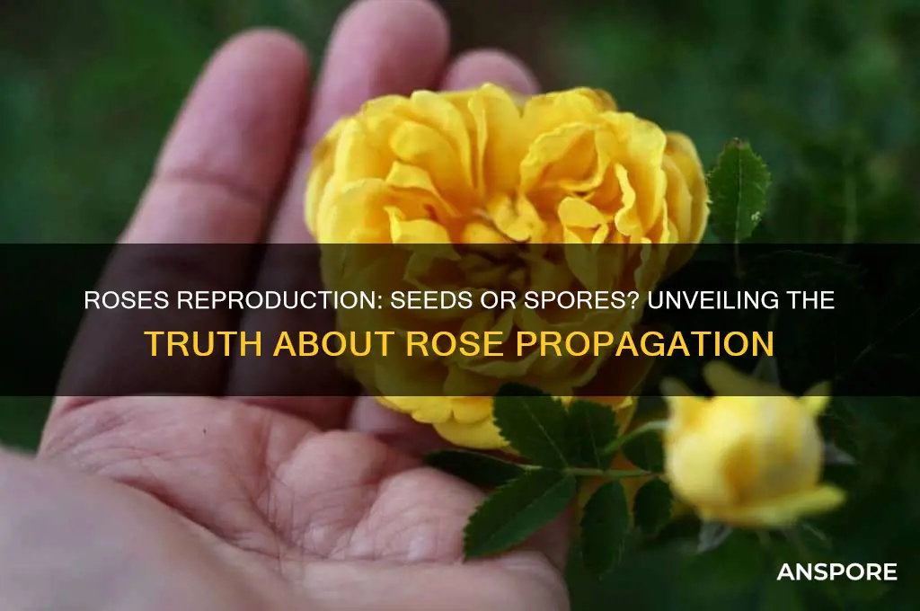 do roses have seeds or spores