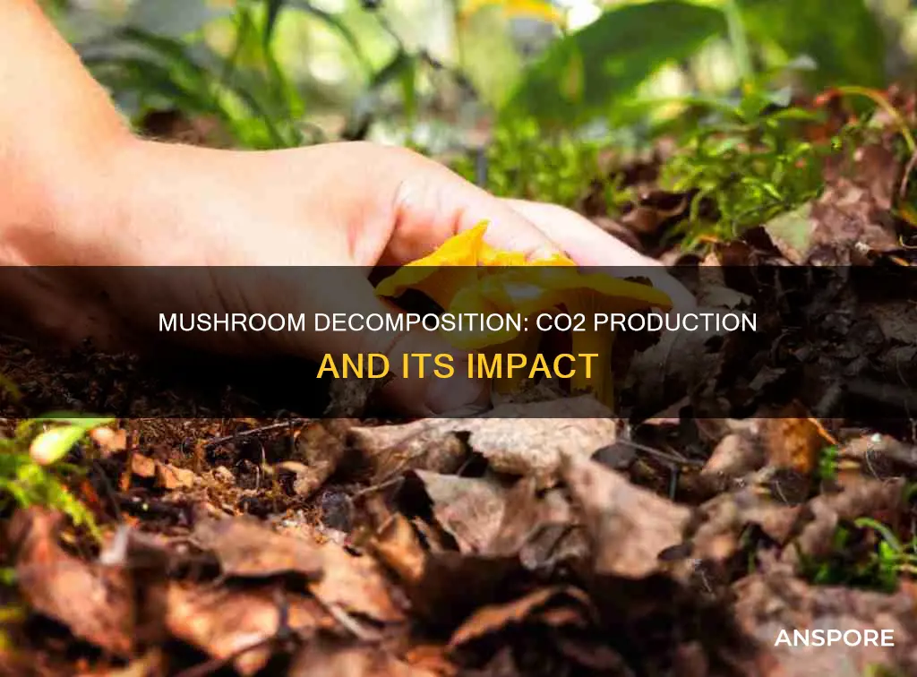do rotting mushrooms produce co2