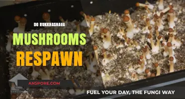 Exploring the Regenerative Nature of Rukkashava Mushrooms