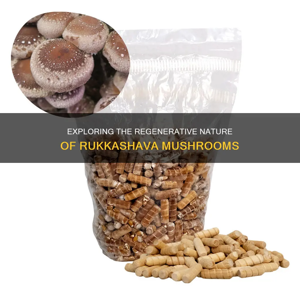 do rukkhashava mushrooms respawn