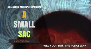 Sac Fungi's Spore Production: Inside the Tiny Sac Explained