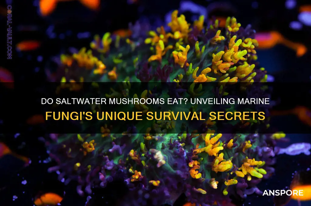 do saltwater mushrooms eat