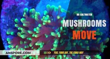 How Saltwater Mushrooms Move and Why