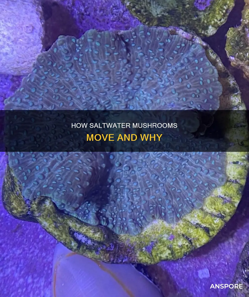 do saltwater mushrooms move