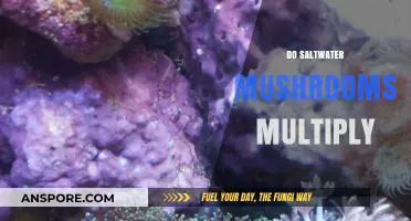 Saltwater Mushrooms: Can They Multiply and Thrive?