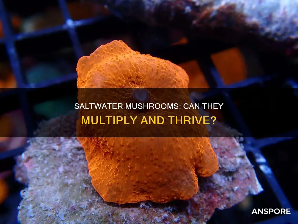 do saltwater mushrooms multiply