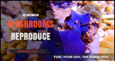 Saltwater Mushrooms: How Do They Reproduce?