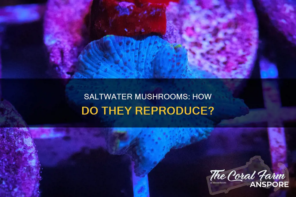 do saltwater mushrooms reproduce