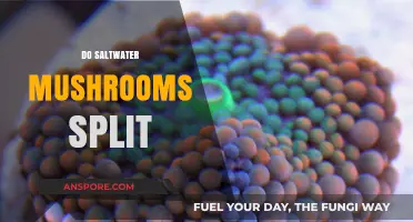Saltwater Mushrooms: Splitting and Propagating for Growth