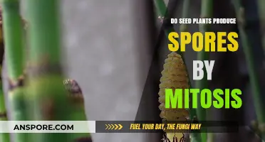 Do Seed Plants Produce Spores Through Mitosis? Unraveling Plant Reproduction