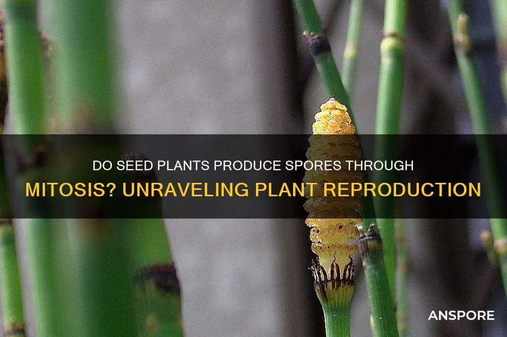 do seed plants produce spores by mitosis