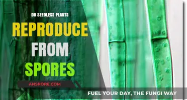 Seedless Plants: Unveiling Their Unique Spore-Based Reproduction Methods