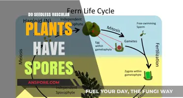 Seedless Vascular Plants: Do They Produce Spores for Reproduction?