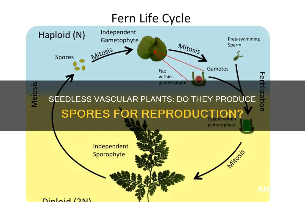 do seedless vascular plants have spores