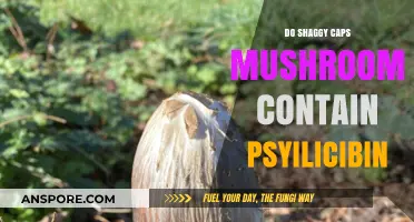 Shaggy Caps Mushrooms: A Psychedelic Journey?