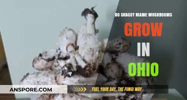 Shaggy Mane Mushrooms in Ohio: Do They Thrive in Buckeye State?