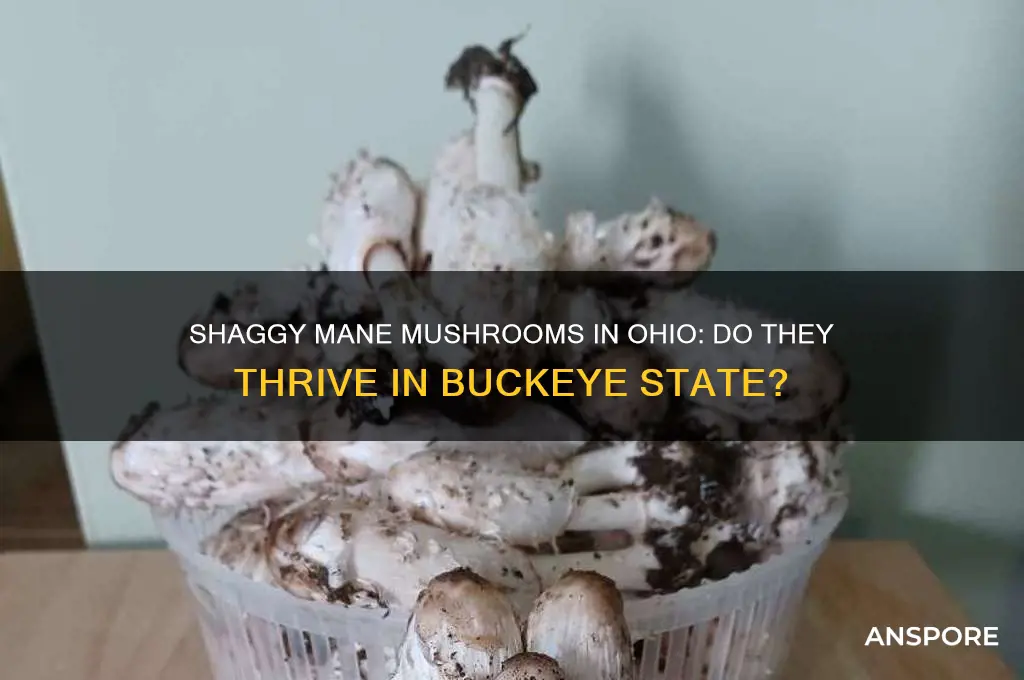 do shaggy maine mushrooms grow in ohio