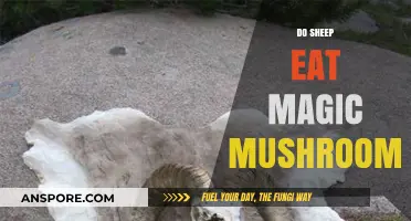 Do Sheep Eat Magic Mushrooms? Unraveling the Myth and Facts