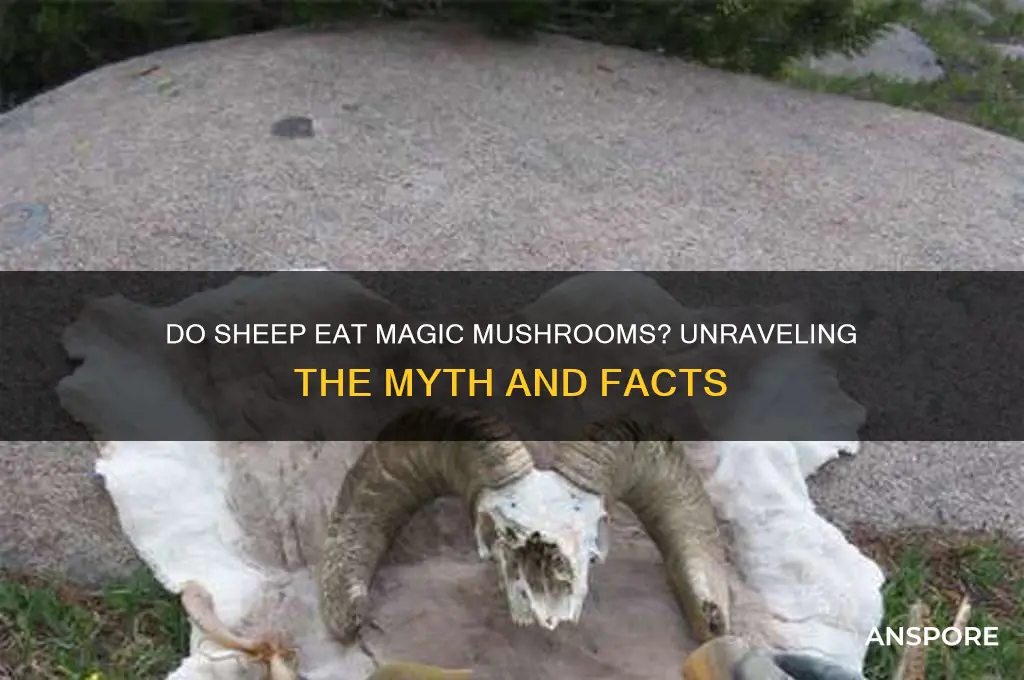 do sheep eat magic mushrooms